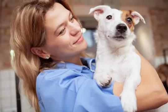 Imagem ilustrativa de Castração de cachorro fêmea na Zona Norte