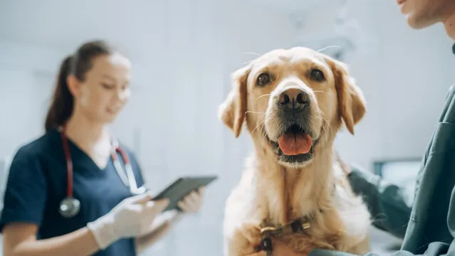 Imagem ilustrativa de Cirurgia em animais na Zona Norte