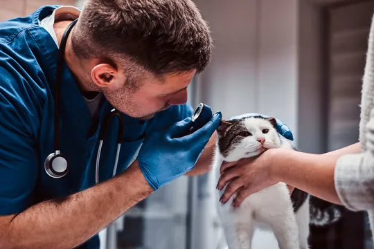 Imagem ilustrativa de Cirurgias veterinárias em São Paulo