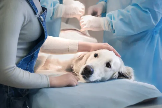 Imagem ilustrativa de Clínica cirúrgica veterinária na Zona Norte