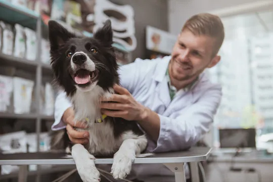 Imagem ilustrativa de Clínica veterinária popular na Zona Norte