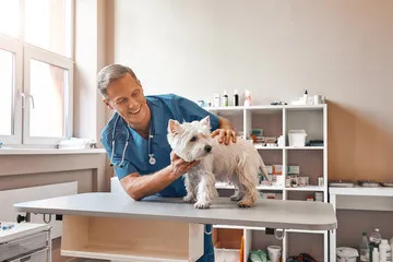 Imagem ilustrativa de Clinica veterinária proximo a mim