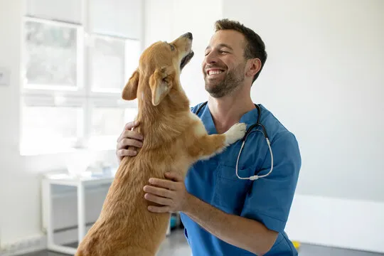 Imagem ilustrativa de Clínica veterinária em São Paulo