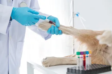 Imagem ilustrativa de Exame de sangue veterinario