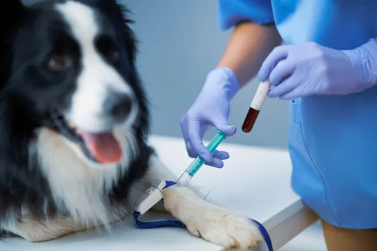 Imagem ilustrativa de Exame de sangue veterinario valor