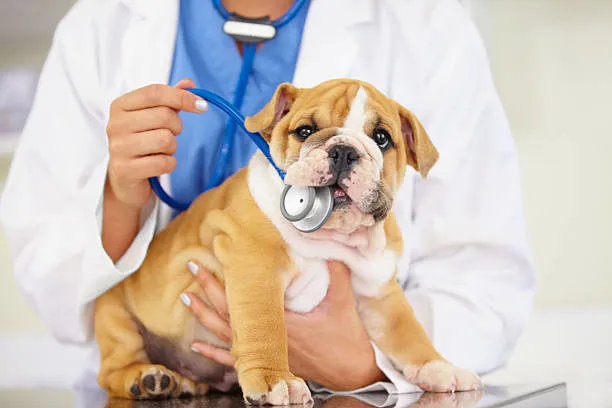 Imagem ilustrativa de Exames veterinários em São Paulo