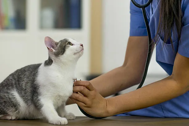 Imagem ilustrativa de Hemodiálise para animais em São Paulo