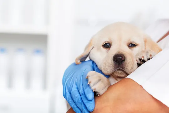 Imagem ilustrativa de Hemodiálise em cachorro em São Paulo