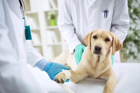 Imagem ilustrativa de Laboratório de análises clínicas veterinária