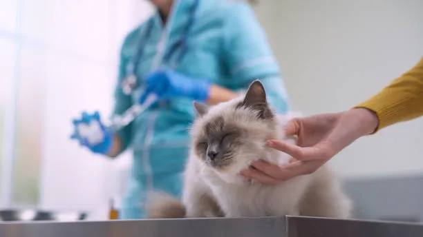 Imagem ilustrativa de Laboratório veterinário em São Paulo