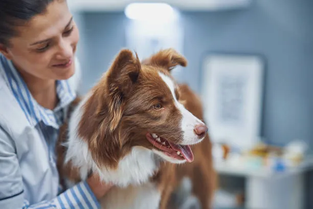 Imagem ilustrativa de Medico veterinario urologista