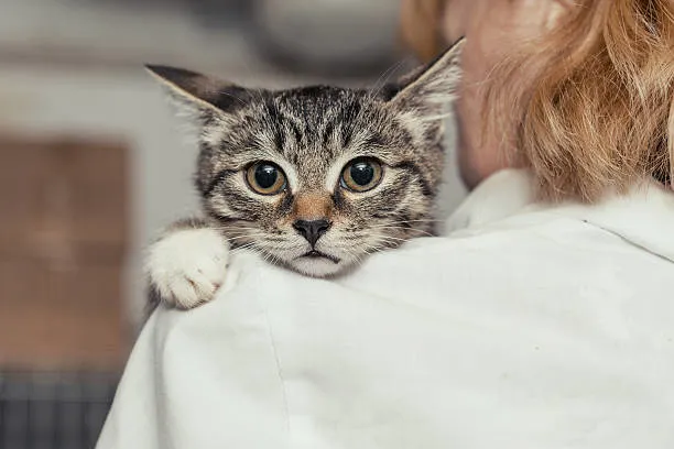 Imagem ilustrativa de Nefrologia felina