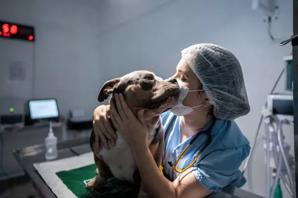 Imagem ilustrativa de Nefrologia e urologia veterinaria em São Paulo