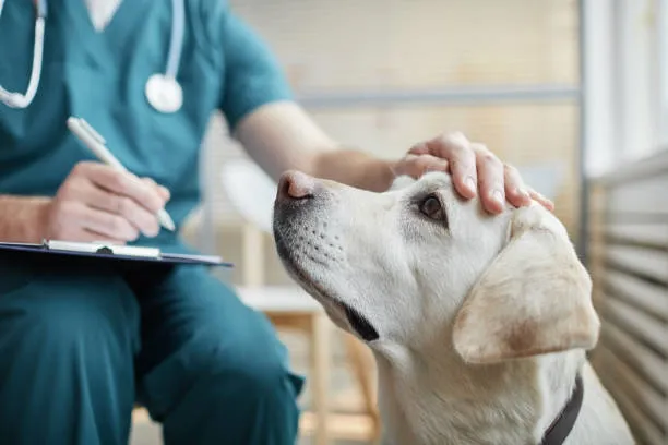 Imagem ilustrativa de Nefrologista veterinário em São Paulo