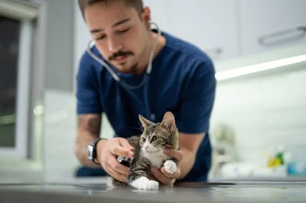 Imagem ilustrativa de Nefrologista veterinário na Zona Norte