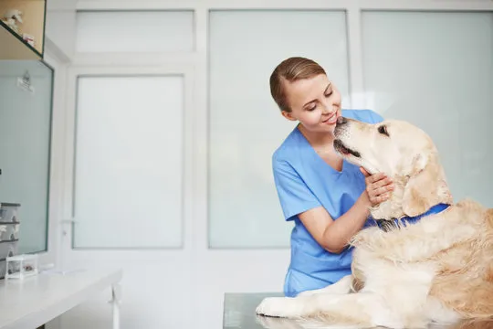 Imagem ilustrativa de Urologia veterinaria em São Paulo