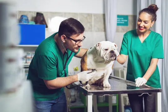 Imagem ilustrativa de Urologia veterinaria na Zona Norte