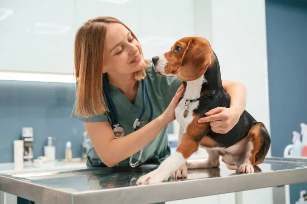 Imagem ilustrativa de Urologista para animais na Zona Norte