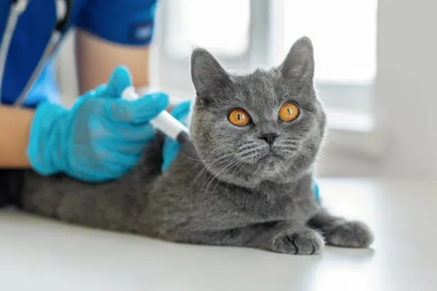 Imagem ilustrativa de Urologista para gato em São Paulo