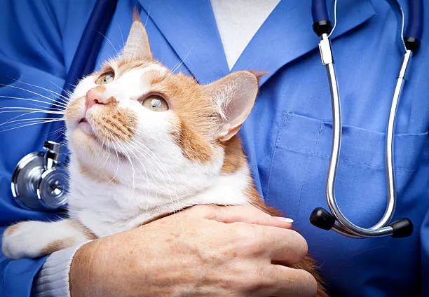 Imagem ilustrativa de Urologista para gato na Zona Norte