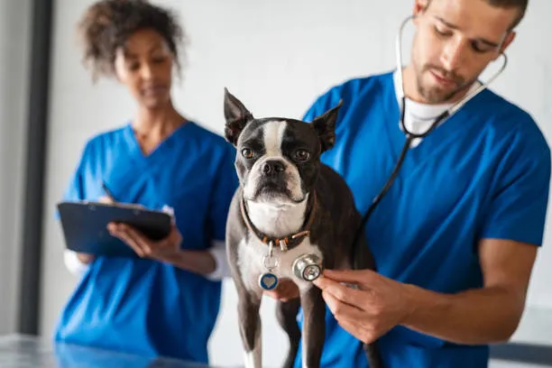 Imagem ilustrativa de Urologista veterinário preço na Zona Norte