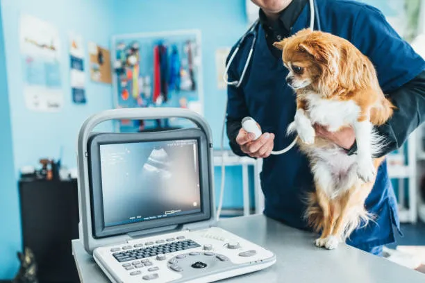 Imagem ilustrativa de Usg veterinaria em São Paulo