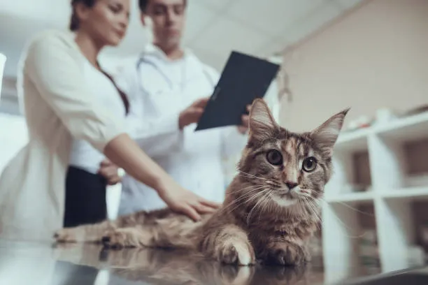 Imagem ilustrativa de Veterinário especialista em urologia em São Paulo