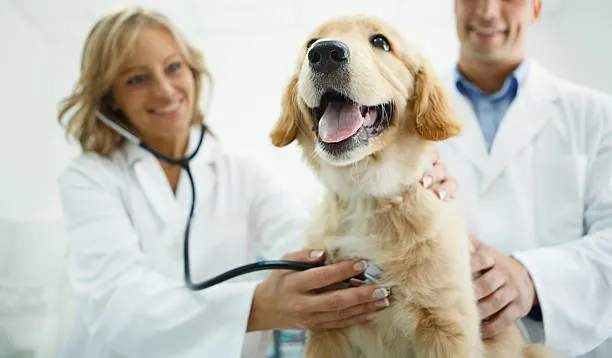 Imagem ilustrativa de Veterinário especialista em urologia na Zona Norte