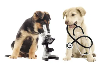 Imagem ilustrativa de Veterinário nefrologista na Zona Norte