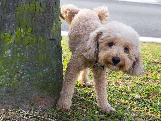 cachorro no banheiro