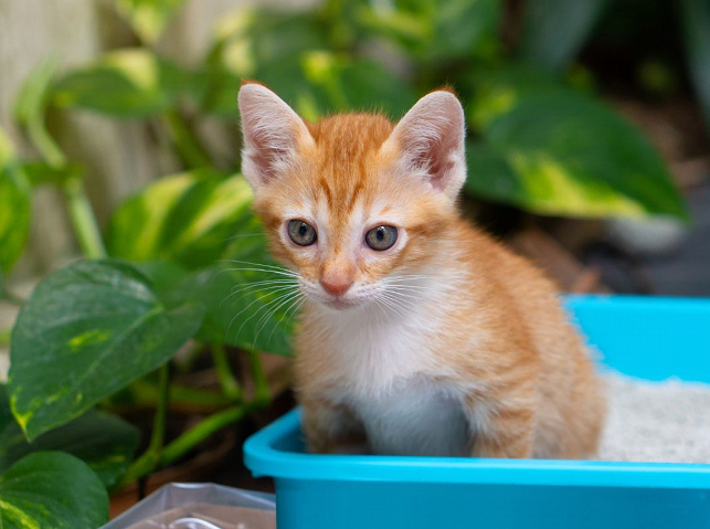 gato no banheiro